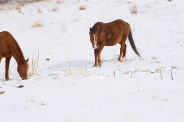 A wild horse is looking for food under the snow in the mountains in winter. Horse in the mountains.