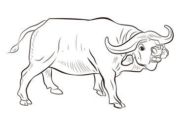 Image of a buffalo for coloring with paints and colored pencils.

Symbol of the year 2021. Large wild animal buffalo, black and white image.