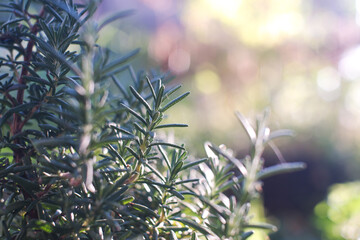 Rosemary leaf on blurred background at the morning