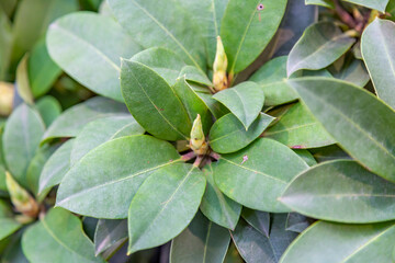 Bright summer flower bloomed in a botanical greenhouse