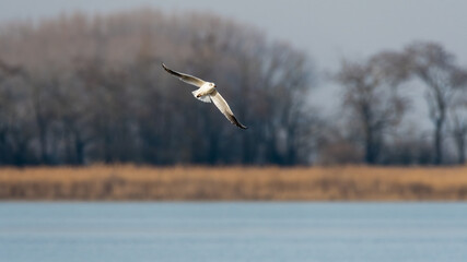 bird, möve, himmel, fliegender, fliegen, gull, fliege, tier, meer, flügel,