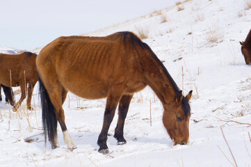 A wild horse is looking for food under the snow in the mountains in winter. Horse in the mountains.