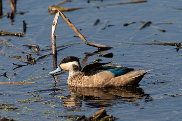 Sarcelle hottentote,.Spatula hottentota , Anas hottentota, Hottentot Teal