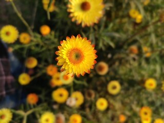 Obraz premium field of sunflowers