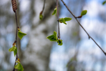 A birch branch with brown catkins and small green leaves. Birch buds. Spring