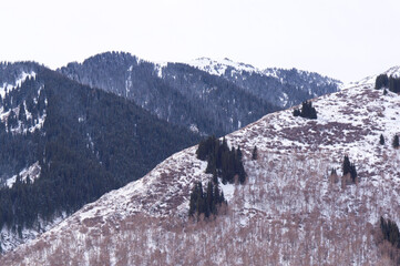 Beautiful winter landscape in the mountains. Mountains with snow and fir trees. A little-visited...