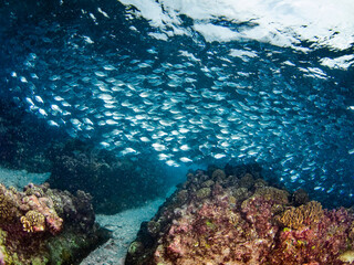 School of Hawaiian flagtail in a coral reef (Rangiroa, Tuamotu Islands, French Polynesia in 2012)