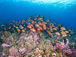 School of Humpback red snapper in coral reef (Rangiroa, Tuamotu Islands, French Polynesia in 2012)