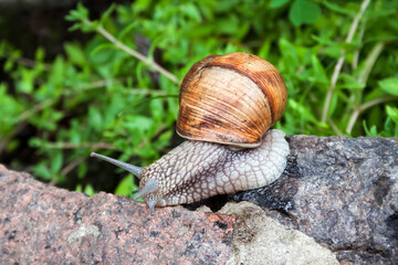 Burgundy snail (Helix pomatia) or escargot in natural environment