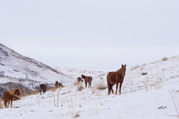 Wild horses looking for food under the snow in the mountains in winter. Horses in the mountains.