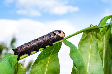 Larva of elephant hawk moth (Deilephila elpenor) closeup