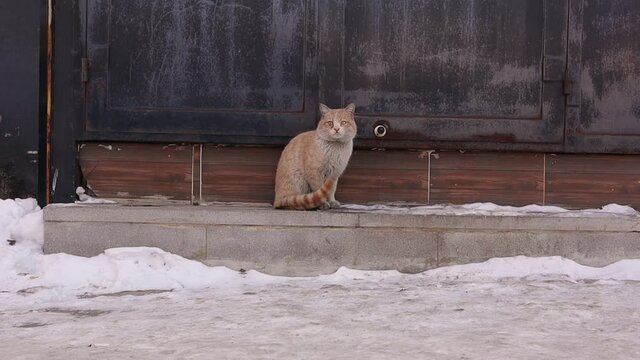 Homeless cat 's meow.
Hungry cat calls someone to feed it in winter -50 degrees Celsius.
Sad call that breaks the heart.
kitten needs to be adopted.
pet in street, pets.
wildlife, wild nature, park