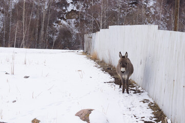 Donkey grazes on a farm in winter in the mountains.