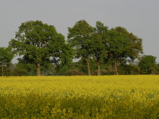 Rapsfeld in der Blütezeit