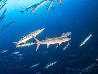 School of Blackfin barracuda (Rangiroa, Tuamotu Islands, French Polynesia in 2012)