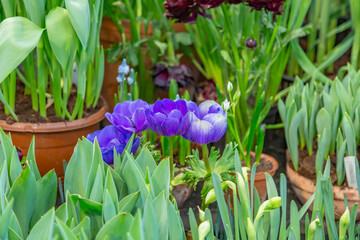 Bright summer flower bloomed in a botanical greenhouse
