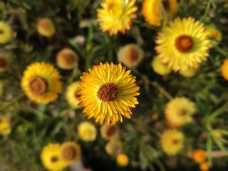 field of sunflowers