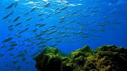 Fototapeta na wymiar Schooling fish landscape