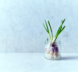 Growing garlic in a glass jar. Home garden