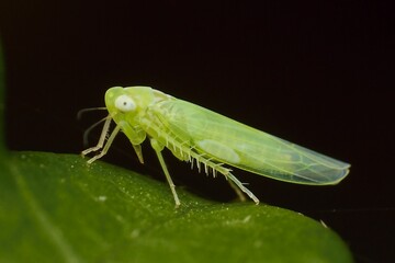 insect Empoasca vitis pidikřísek on a leaf
