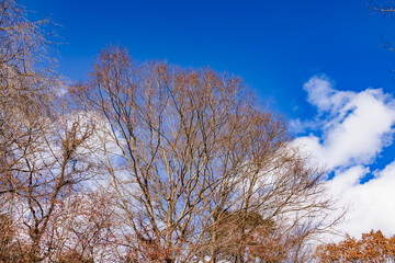青空と葉の落ちた木