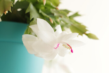 white and pink thanksgiving cactus flower