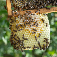 Bees work on honeycombs, in the apiary.