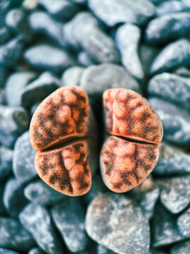 Full frame Close-up of a Lithop succulent (Living stones)