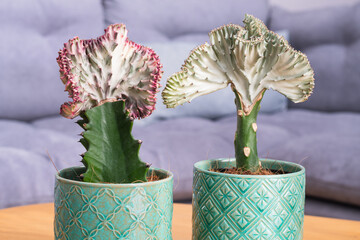 Coral cactus (Euphorbia lactea Cristata, mermaid tail) plants © CoinUp