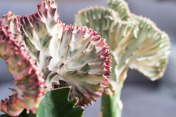 Coral cactus (Euphorbia lactea Cristata, mermaid tail) plant detail