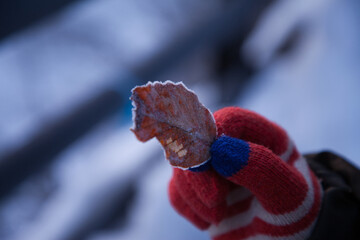 凍り付いた落ち葉を拾う手 | 山形県飯豊町の白川ダム