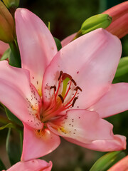 Pink lily flower. Ornamental plant.