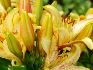 Lily flowers. Ornamental plant.