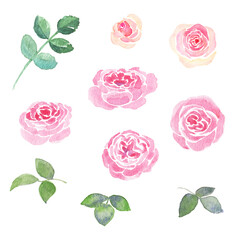 ＜水彩画＞美しい華やかなバラ、メアリーローズとピエールドゥロンサールの手描きイラスト素材セット