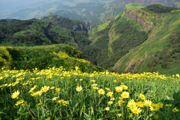 flowers in the mountains