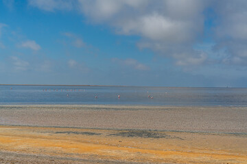 Group of pink flamingos at the lagoon in Walvis Bay, the atlantic coast of Namibia