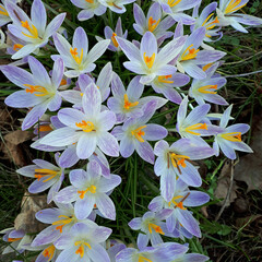 Frühlingsblumen