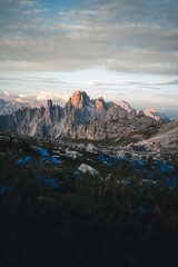 Blue blurry flowers in the foreground and the Dolomites during sunrise in the background, Italy