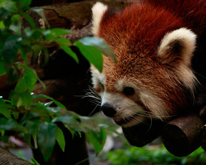 A furry red panda (Ailurus fulgens) is focused on peeking and stalking something.