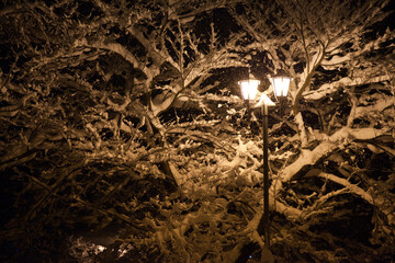 雪景色を照らす暖かい光の街灯 | 山形県米沢市の上杉神社