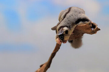 A sugar glider prepares to jump from a weathered log.