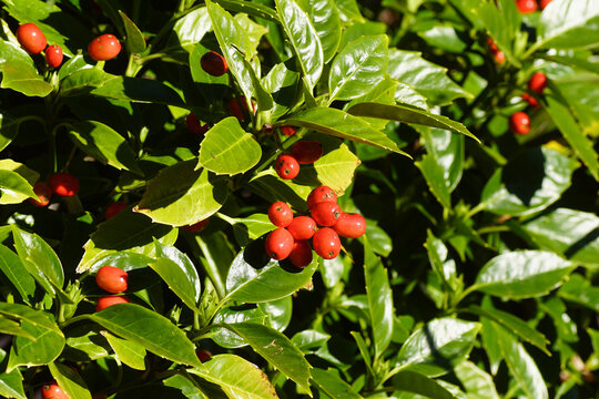 Aucuba japonica (spotted laurel, Japanese laurel, Japanese aucuba, gold dust plant) of the family Garryaceae (silktassels) with red berry clusters. Late winter, February, Netherlands. 
