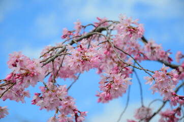 青空をバックに見上げる満開目前の紅しだれ桜