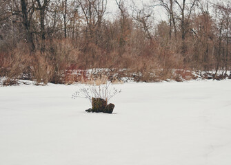 Winter forest. Kiev, Hydropark.