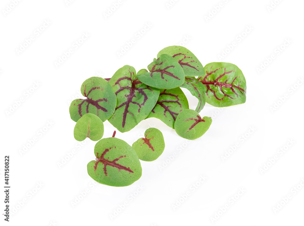 Poster Living Sprout Red Sorrel on white background