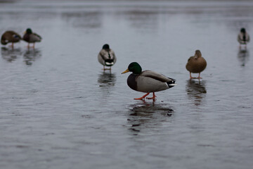 ducks in the water