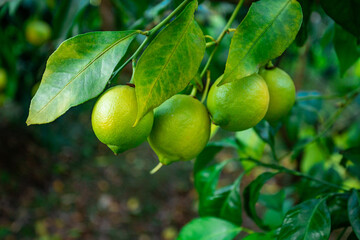 Fresh green lemon limes on tree in organic garden