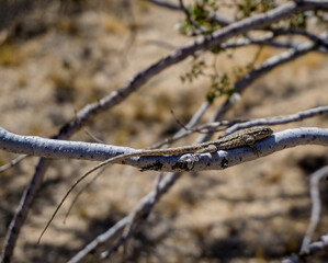 A long-tailed brush lizard (Urosaurus graciosus) on a tree branch in the Mojave desert, USA