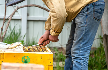 Beekeeper is working with bees and beehives on apiary. Bees on honeycomb. Frames of bee hive....