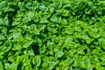 Close up of Fresh organic vegetable farm and garden Healthy food
